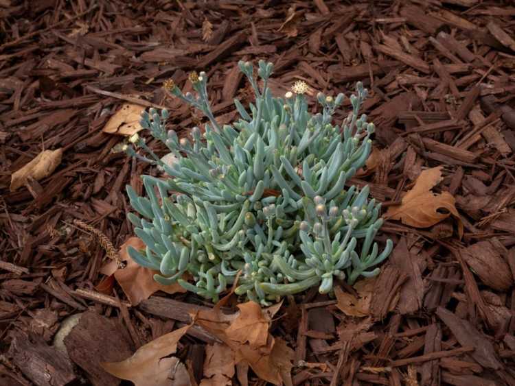 You are currently viewing Cultiver des bâtons de craie bleue : comment entretenir les bâtons de craie bleue Senecio