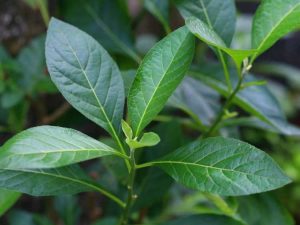 Lire la suite à propos de l’article Qu'est-ce que Bitter Leaf – En savoir plus sur l'entretien des plantes Vernonia Bitter Leaf