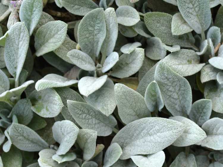 You are currently viewing Plantes argentées : utiliser des plantes à feuilles argentées pour ajouter de l'intérêt au jardin