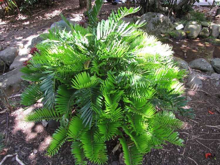 You are currently viewing Coontie Arrowroot Care – Conseils sur la culture des plantes Coontie