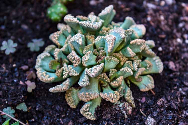 Lire la suite à propos de l’article Guide d'entretien de Titanopsis : Comment faire pousser une plante à feuilles en béton