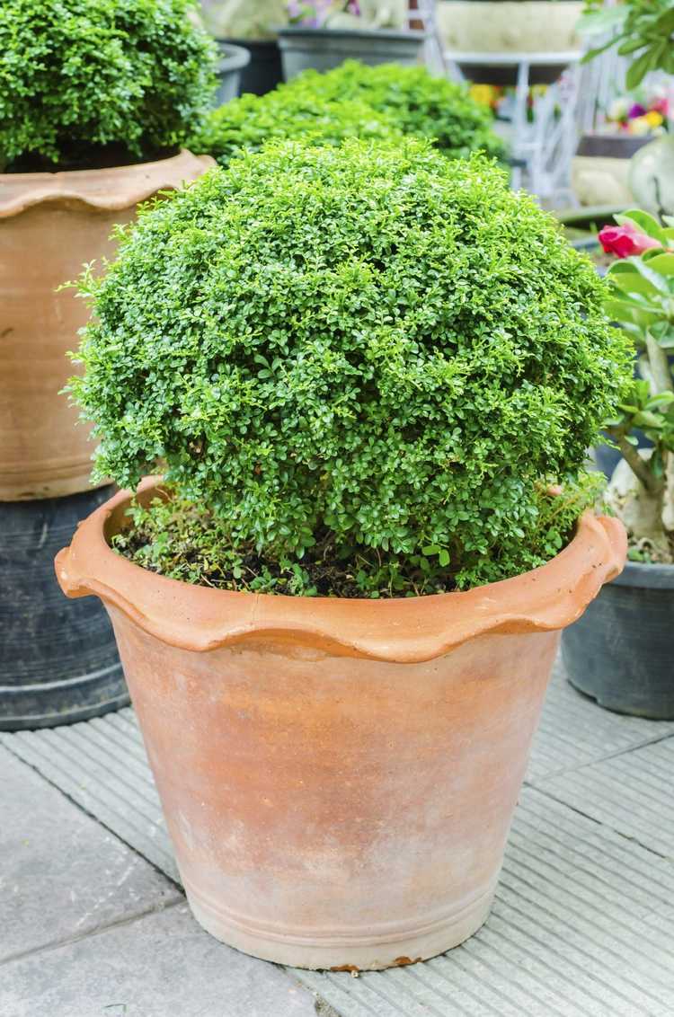 Lire la suite à propos de l’article Evergreens For Pots: Meilleures plantes à feuilles persistantes pour conteneurs