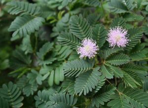 Lire la suite à propos de l’article Des plantes qui bougent : découvrez le mouvement des plantes