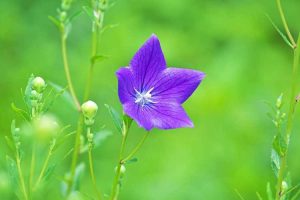 Lire la suite à propos de l’article Taille des fleurs en ballon usé: conseils pour éliminer une plante à fleurs en ballon