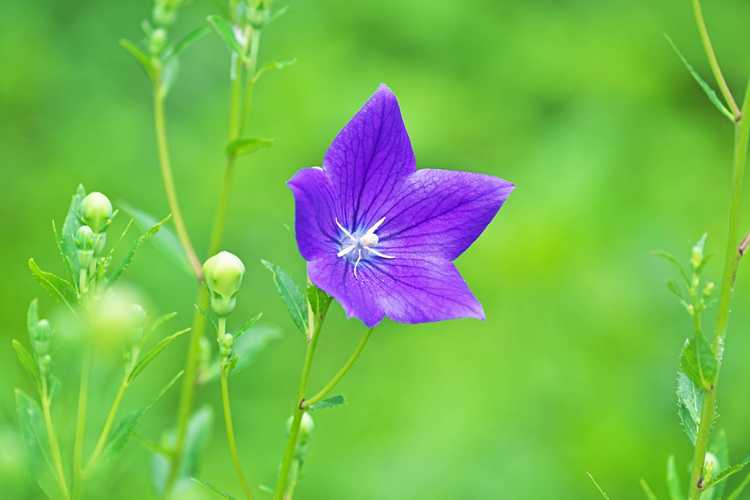 You are currently viewing Taille des fleurs en ballon usé: conseils pour éliminer une plante à fleurs en ballon