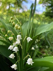 Lire la suite à propos de l’article Fleurs d'ombre parfumées : cultiver des fleurs parfumées pour les endroits ombragés