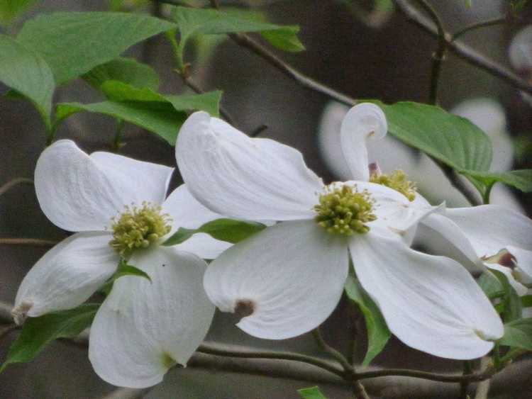 Lire la suite à propos de l’article En savoir plus sur les bractées végétales : qu'est-ce qu'une bractée sur une plante