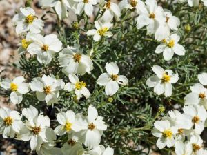 Lire la suite à propos de l’article Plein soleil dans le désert : les meilleures plantes du désert pour le plein soleil