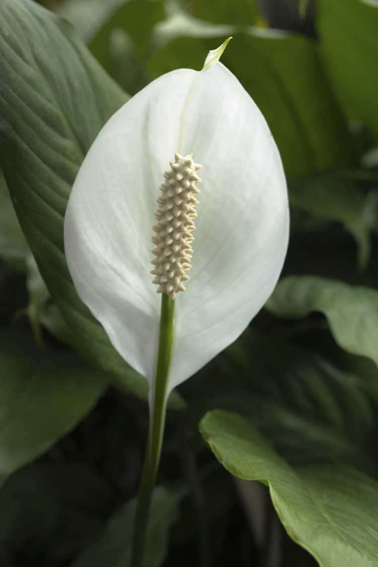 You are currently viewing Plantes d'intérieur sans fenêtre : découvrez comment utiliser des plantes pour une pièce sans fenêtre