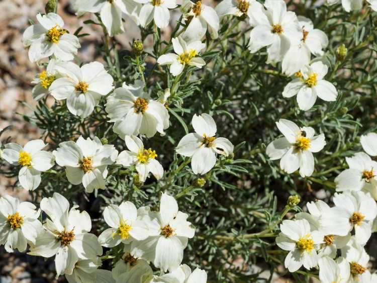 You are currently viewing Plein soleil dans le désert : les meilleures plantes du désert pour le plein soleil