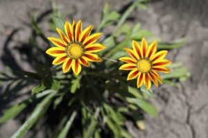 Lire la suite à propos de l’article Croissance des plantes dans un sol compacté : plantes qui pousseront dans un sol argileux dur