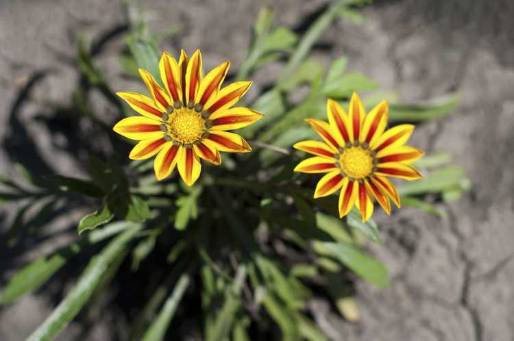 You are currently viewing Croissance des plantes dans un sol compacté : plantes qui pousseront dans un sol argileux dur