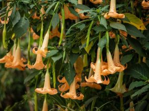 Lire la suite à propos de l’article Tolérance au froid des Brugmansia : à quel point les Brugmansias peuvent-ils avoir froid