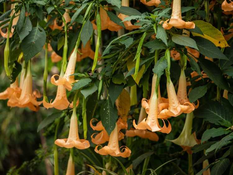 You are currently viewing Tolérance au froid des Brugmansia : à quel point les Brugmansias peuvent-ils avoir froid