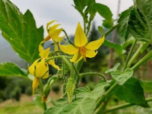 Lire la suite à propos de l’article Contrôler la pollinisation croisée – Comment arrêter la pollinisation croisée