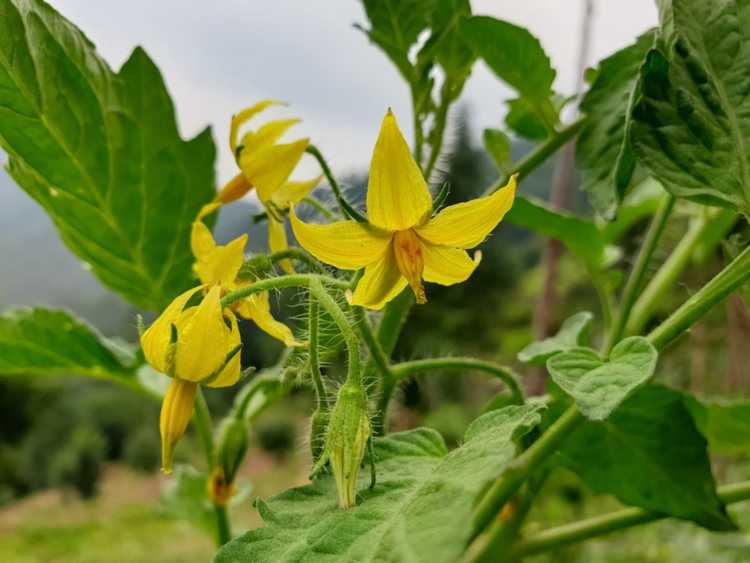 Lire la suite à propos de l’article Contrôler la pollinisation croisée – Comment arrêter la pollinisation croisée