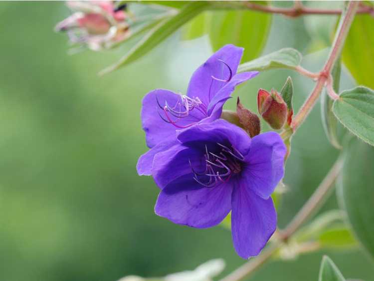 Lire la suite à propos de l’article Informations sur les fleurs de princesse : faire pousser des fleurs de princesse dans le jardin