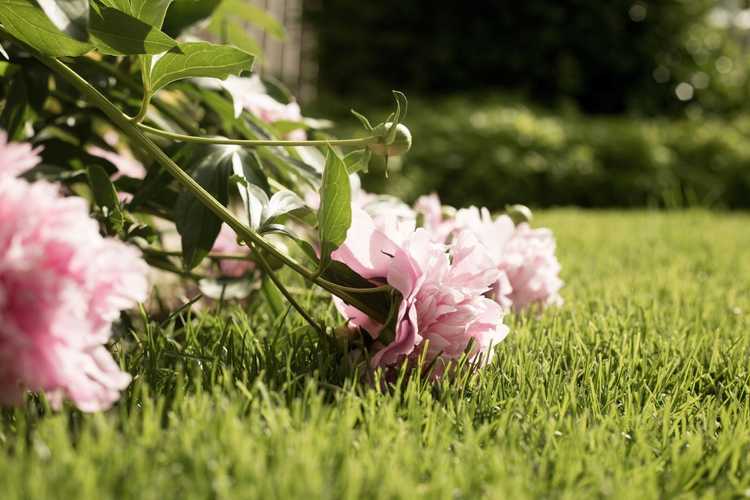 Lire la suite à propos de l’article Les plantes établies sont grandes et aux longues jambes : que faire pour la croissance des plantes aux longues jambes