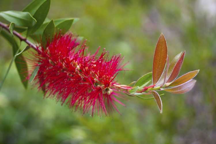 You are currently viewing Identifier les fleurs : découvrez les types de fleurs et les inflorescences