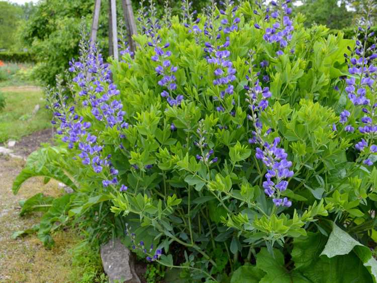 Lire la suite à propos de l’article Toutes les fleurs ont-elles besoin d'être mortes : découvrez les plantes que vous ne devriez pas faire mortes