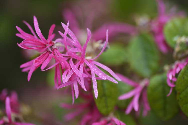 You are currently viewing Alimentation des plantes à franges chinoises : conseils pour fertiliser les fleurs à franges chinoises