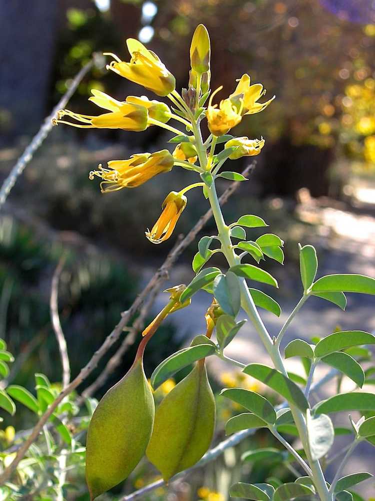 You are currently viewing Qu'est-ce que Bladderpod : Apprenez à cultiver des plantes Bladderpod