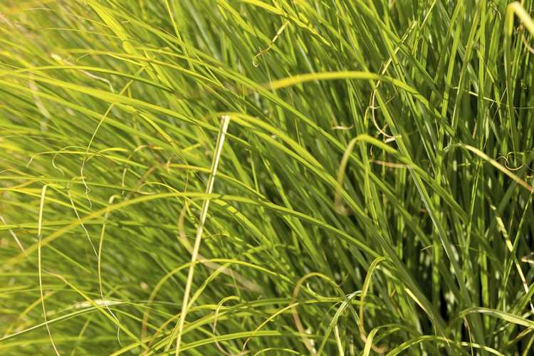 You are currently viewing Qu'est-ce que Prairie Dropseed: Conseils pour cultiver des plantes à graines de prairie