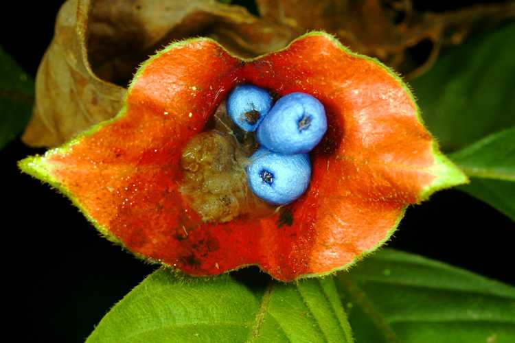 You are currently viewing Qu'est-ce que la plante Hot Lips et où pousse la plante Hot Lips