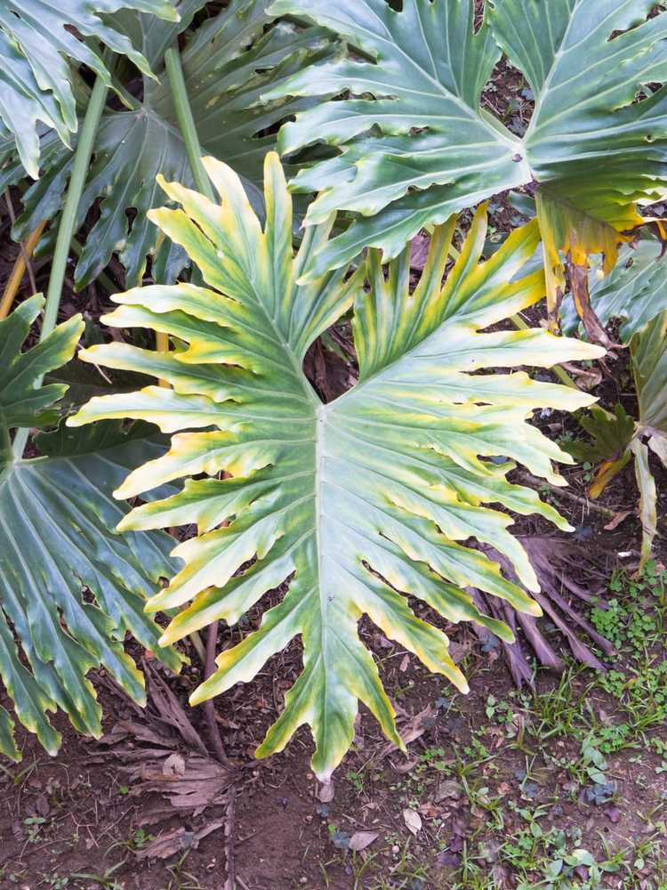 You are currently viewing Plante à oreilles d'éléphant à feuilles fendues: qu'est-ce qu'un philodendron de Selloum