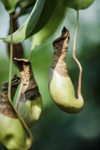 Lire la suite à propos de l’article Lutte antiparasitaire des plantes à sarracénie : découvrez les ravageurs des plantes à sarracénie