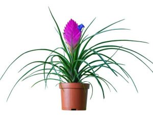 Lire la suite à propos de l’article Comment faire pousser du Tillandsia Cyanea ou une plante à plumes roses