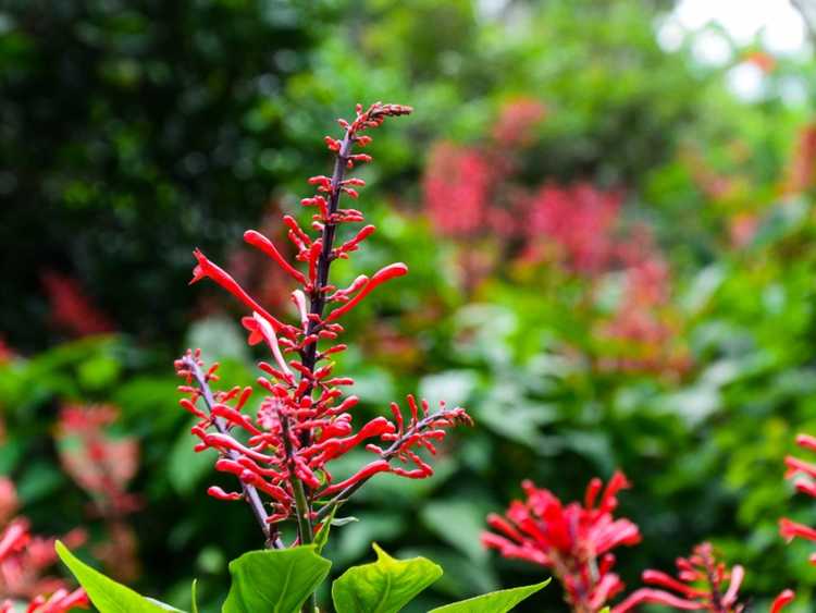 Lire la suite à propos de l’article Informations sur les plantes Firespike : Comment faire pousser des Firespikes