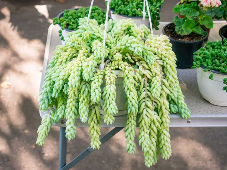 You are currently viewing Burro's Tail Care – Comment faire pousser une plante Burro's Tail