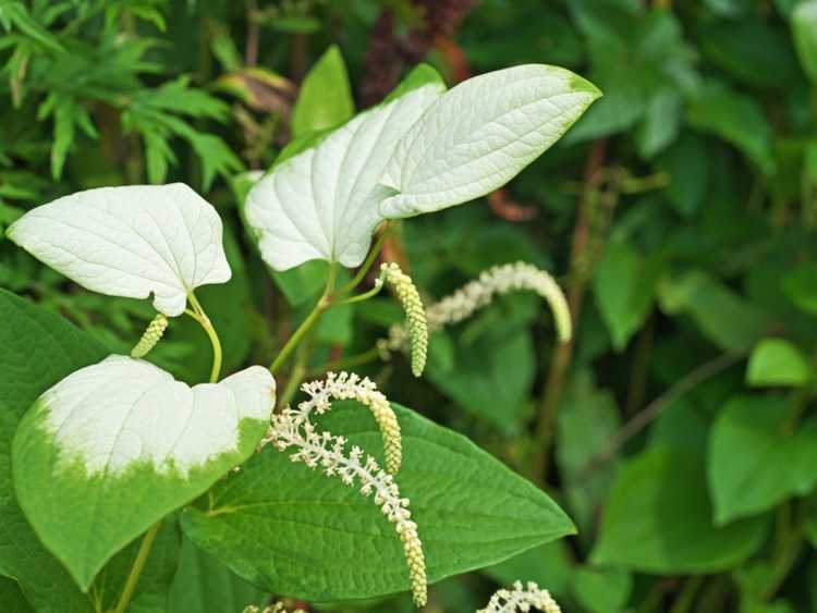 You are currently viewing Soins de la queue de lézard – En savoir plus sur la culture des plantes à queue de lézard