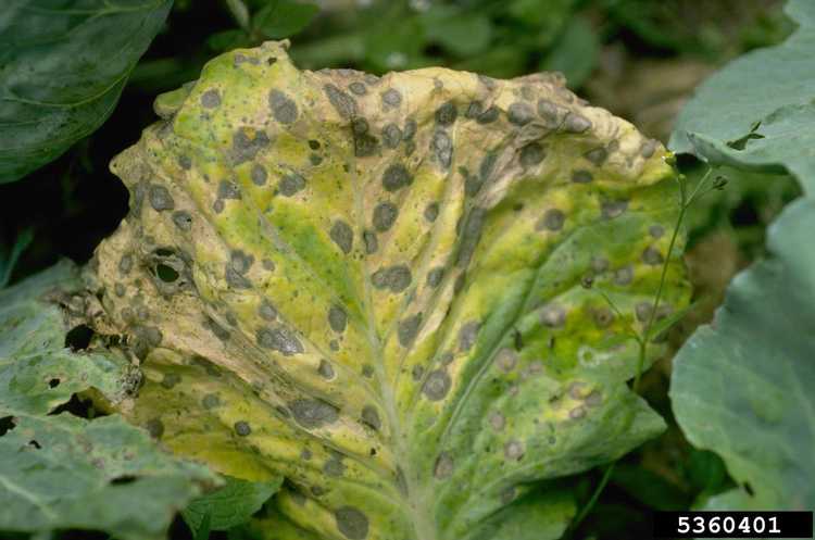 Lire la suite à propos de l’article Tache alternarienne: comment traiter l'alternaria dans le jardin