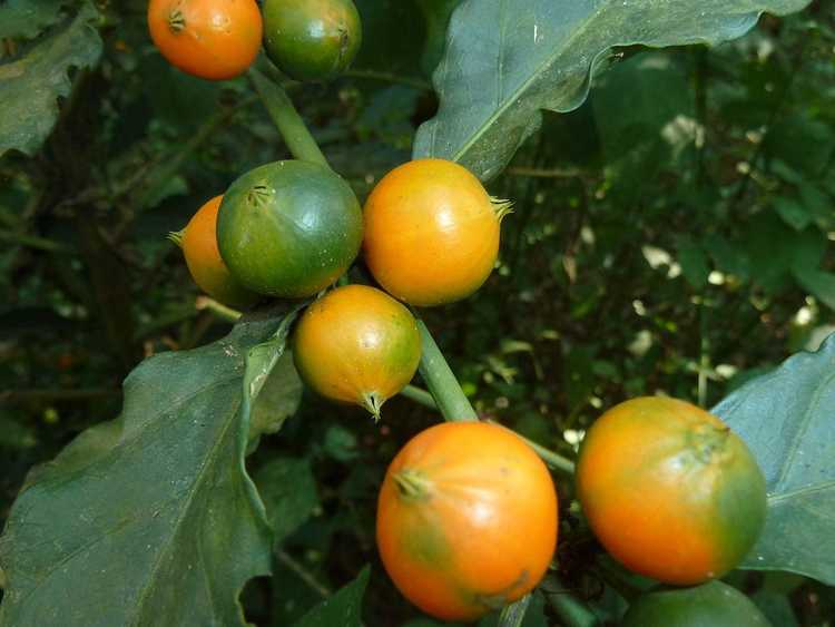 Lire la suite à propos de l’article Qu'est-ce que le gardénia africain : conseils pour prendre soin des gardénias africains
