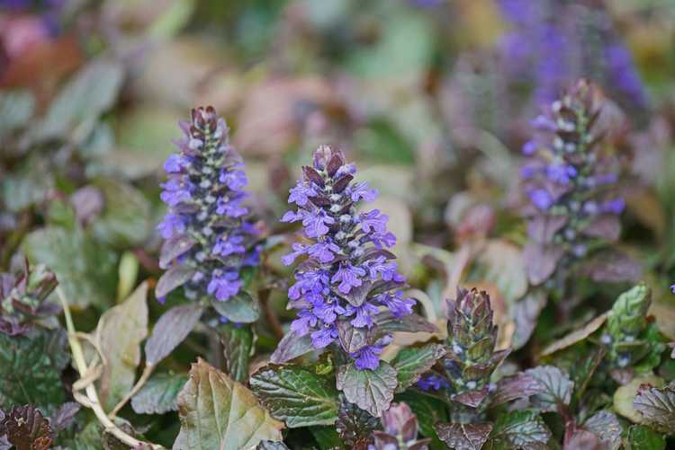 You are currently viewing Couvre-sol Ajuga – Comment cultiver et entretenir les plantes Ajuga