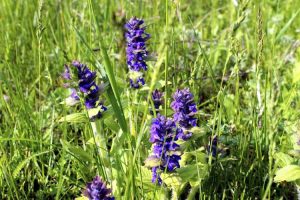 Lire la suite à propos de l’article Traiter les bugleweeds : apprenez à contrôler les plantes Ajuga