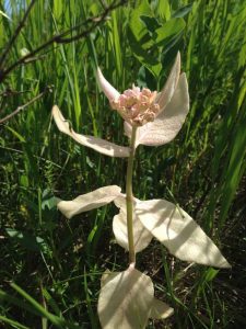 Lire la suite à propos de l’article Informations sur les plantes albinos : comment poussent les plantes sans chlorophylle