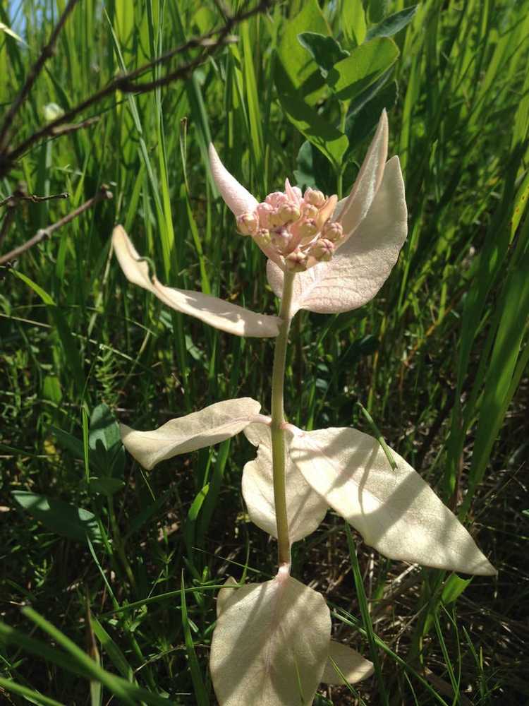 You are currently viewing Informations sur les plantes albinos : comment poussent les plantes sans chlorophylle