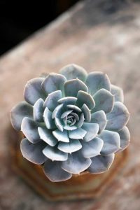 Lire la suite à propos de l’article Entretien d'Allegra Echeveria – Comment faire pousser une plante Echeveria 'Allegra'