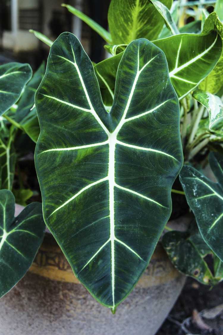 You are currently viewing Nourrir les Alocasias : Conseils sur la fertilisation des plantes d'Alocasia