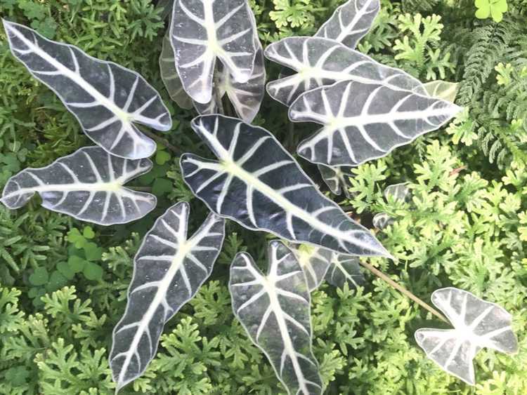 You are currently viewing Cultiver Kris Plant Alocasia: Informations sur la plantation intérieure d'Alocasia