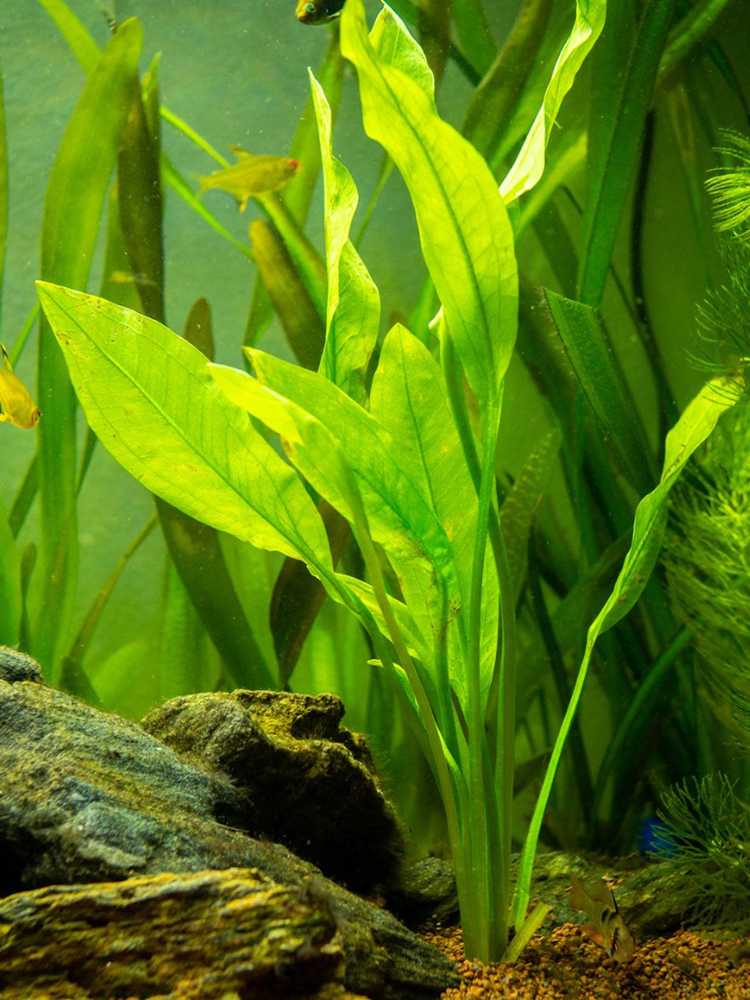 Lire la suite à propos de l’article Plantes aquatiques Amazon Sword: Comment faire pousser Amazon Sword dans un aquarium