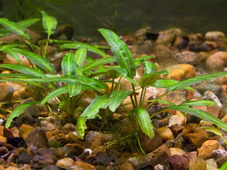 Lire la suite à propos de l’article Informations sur les plantes Cryptocoryne – Comment faire pousser des plantes de cryptes aquatiques