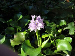 Lire la suite à propos de l’article Que sont les plantes flottantes : types de plantes aquatiques flottantes librement