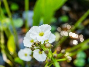 Lire la suite à propos de l’article Echinodorus Creeping Burhead – Informations sur l'entretien des plantes Creeping Burhead