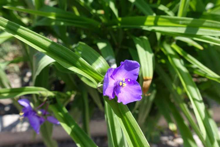 You are currently viewing Fleurs de Spiderwort – Conseils pour la culture et l'entretien de la plante Spiderwort