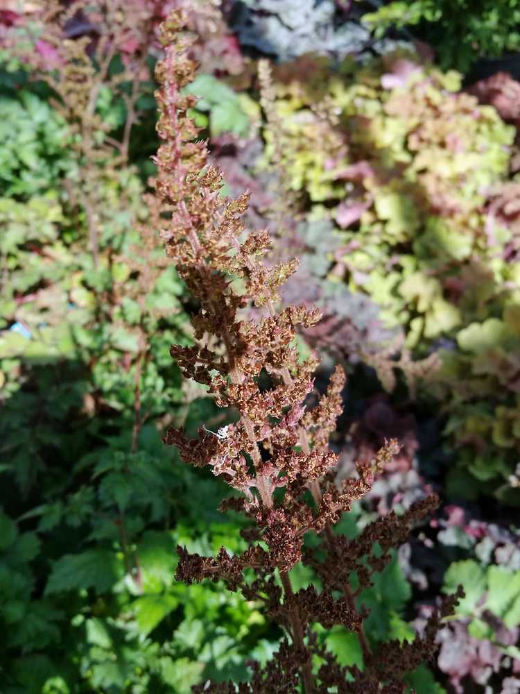 Lire la suite à propos de l’article Dépannage des maladies d'Astilbe : surmonter les problèmes de culture des plantes d'Astilbe