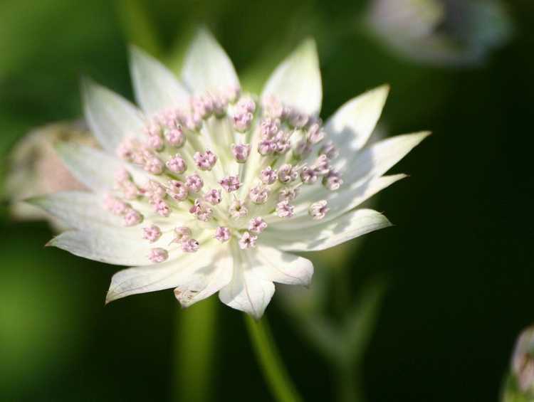 Lire la suite à propos de l’article Informations sur Astrantia (usine de Masterwort)